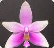Phal. mentawaiensis x micholitzii